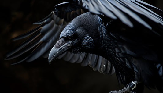 Embracing the Darkness: The Enduring Legacy of The Raven